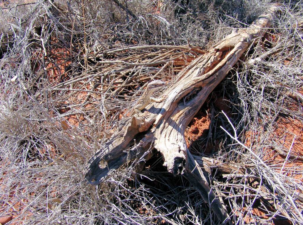 Sand Goanna (Varanus gouldii), Finke Gorge National Park