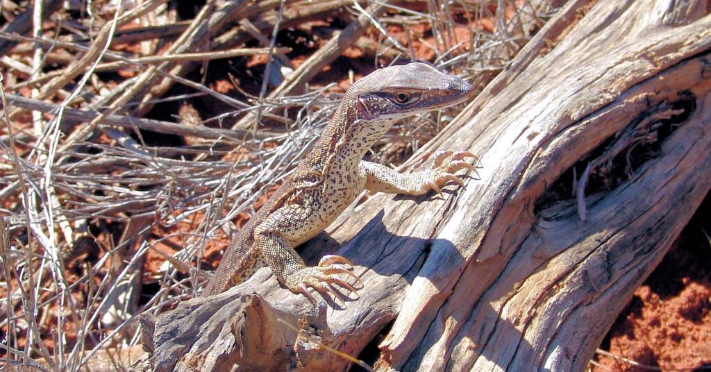 Sand Goanna (Varanus gouldii), Finke Gorge National Park