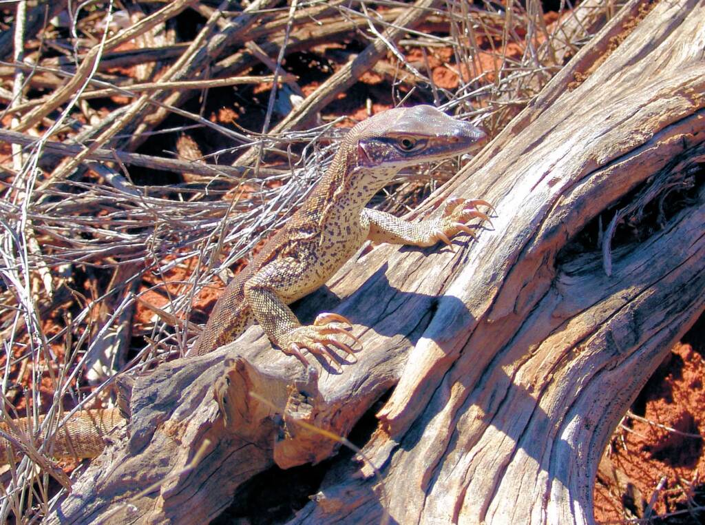 Sand Goanna (Varanus gouldii), Finke Gorge National Park