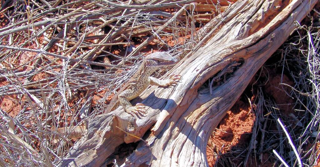 Sand Goanna (Varanus gouldii), Finke Gorge National Park