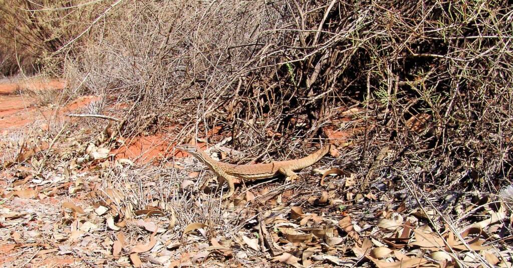 Sand Goanna (Varanus gouldii), Finke Gorge National Park
