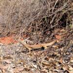 Sand Goanna (Varanus gouldii), Finke Gorge National Park