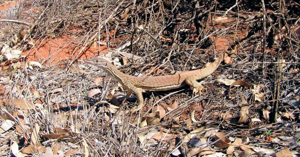 Sand Goanna (Varanus gouldii), Finke Gorge National Park