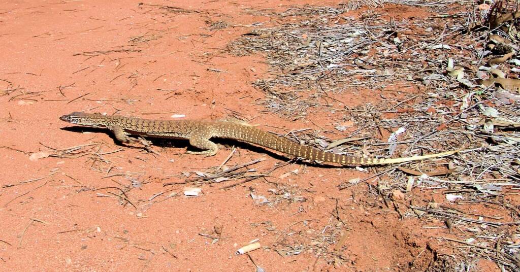 Sand Goanna (Varanus gouldii), Finke Gorge National Park