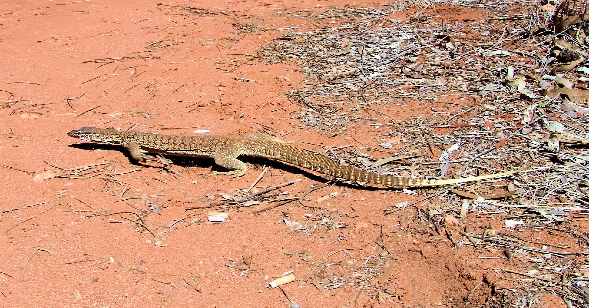 Sand Goanna (Varanus gouldii), Finke Gorge National Park