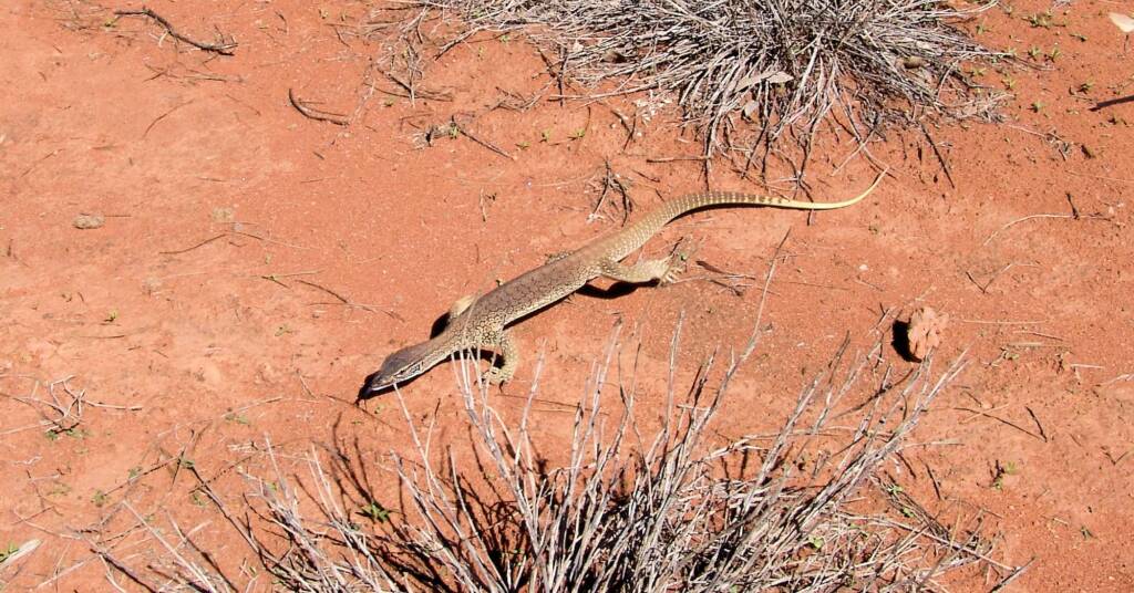 Sand Goanna (Varanus gouldii), Finke Gorge National Park