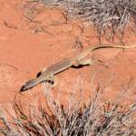 Sand Goanna (Varanus gouldii), Finke Gorge National Park