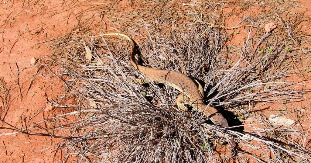 Sand Goanna (Varanus gouldii), Finke Gorge National Park