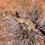 Sand Goanna (Varanus gouldii), Finke Gorge National Park