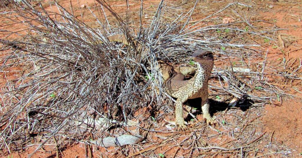 Sand Goanna (Varanus gouldii), Finke Gorge National Park