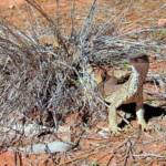 Sand Goanna (Varanus gouldii), Finke Gorge National Park