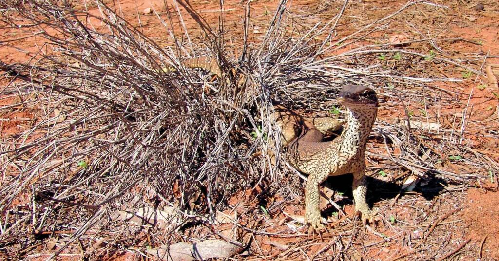 Sand Goanna (Varanus gouldii), Finke Gorge National Park