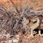 Sand Goanna (Varanus gouldii), Finke Gorge National Park