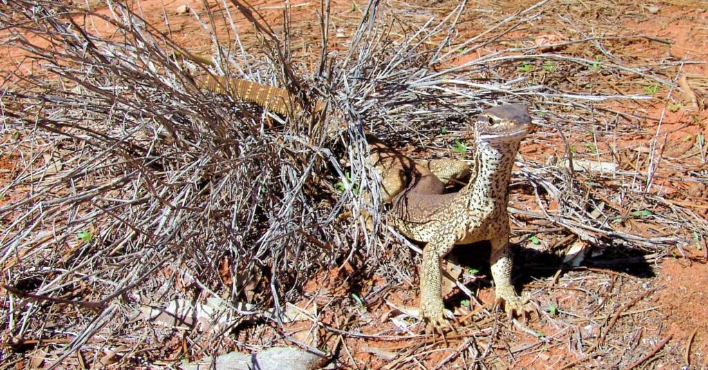 Sand Goanna (Varanus gouldii), Finke Gorge National Park