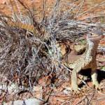 Sand Goanna (Varanus gouldii), Finke Gorge National Park