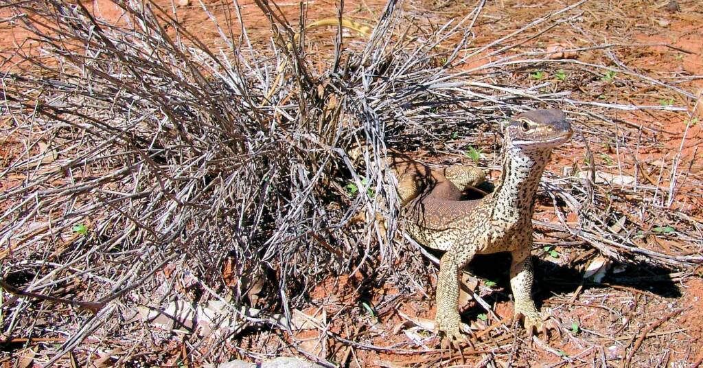 Sand Goanna (Varanus gouldii), Finke Gorge National Park