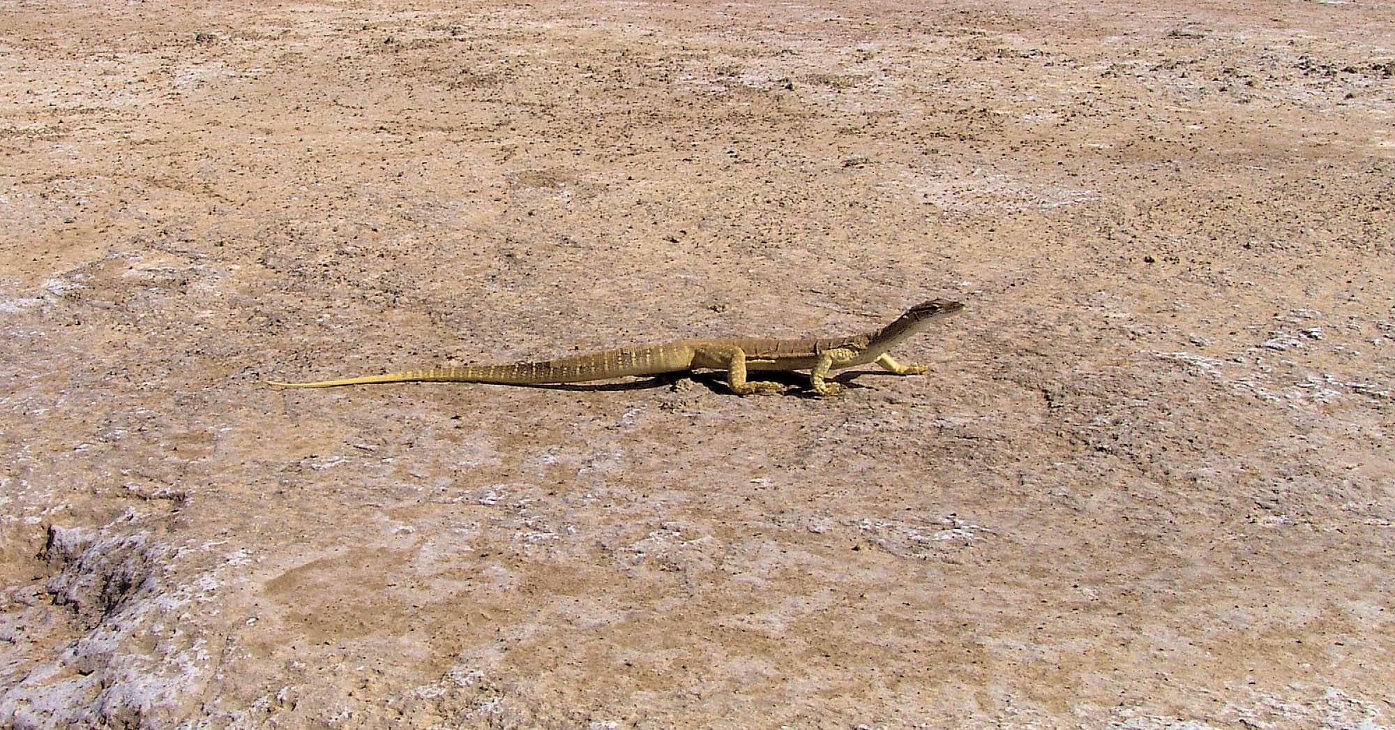 Gould's Goanna, Wabma Kadarbu Mound Springs Conservation Park