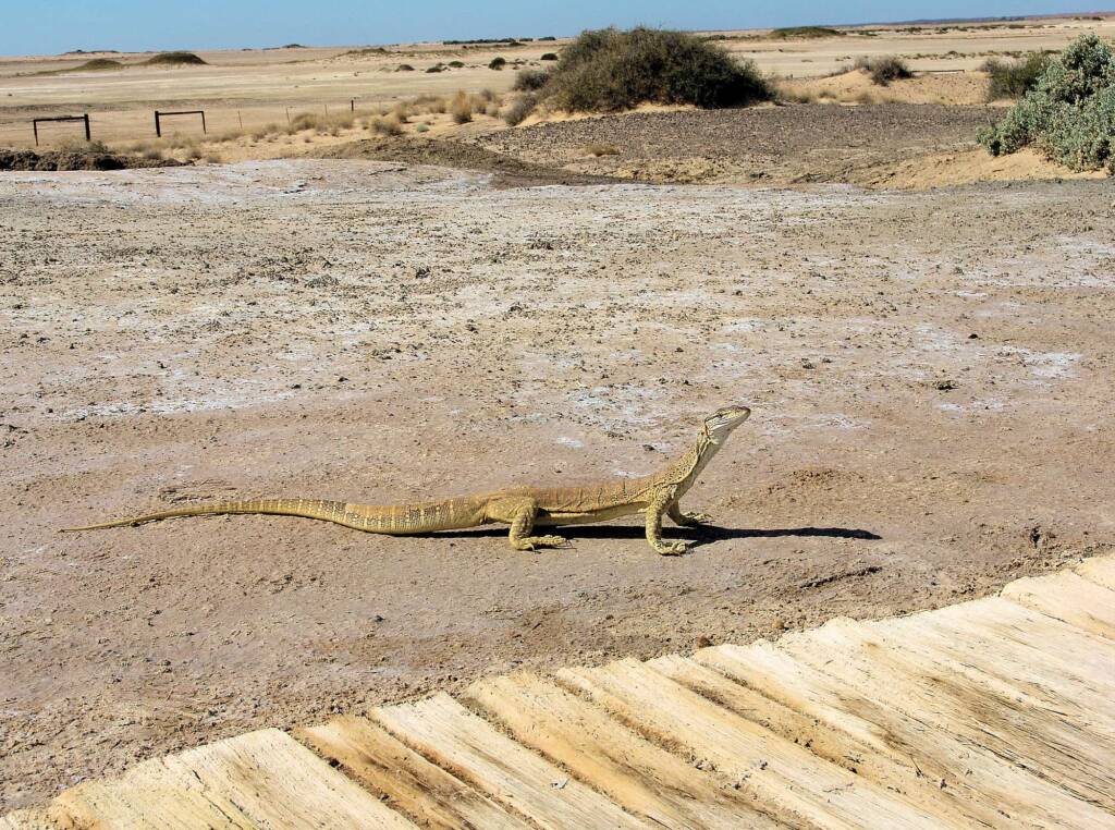Gould's Goanna, Wabma Kadarbu Mound Springs Conservation Park