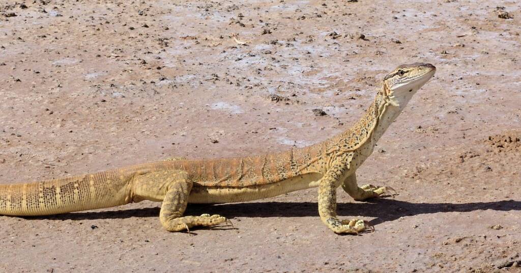 Gould's Goanna, Wabma Kadarbu Mound Springs Conservation Park