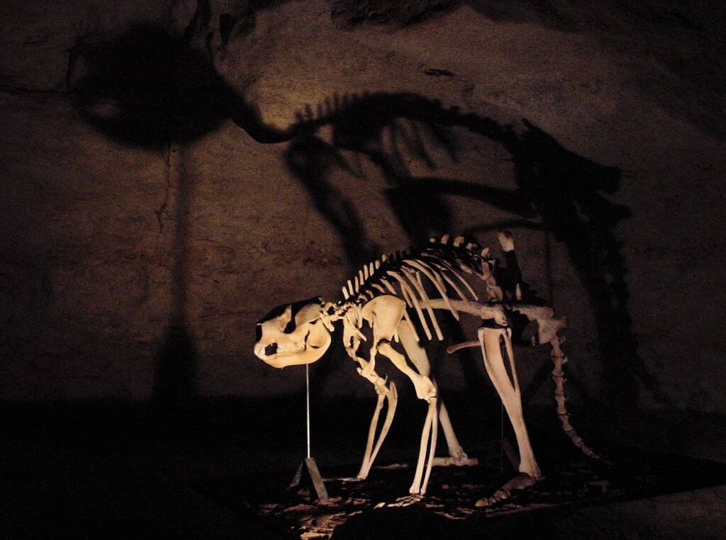 Simosthenurus occidentalis - Naracoorte Caves, SA