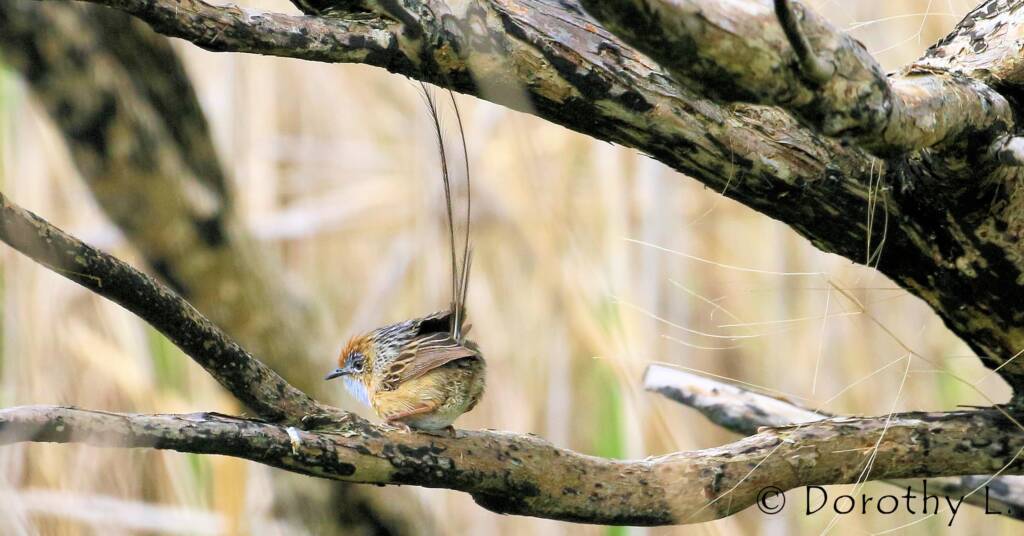 Southern Emu-wren © Dorothy L