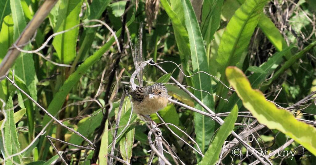 Southern Emu-wren © Dorothy L