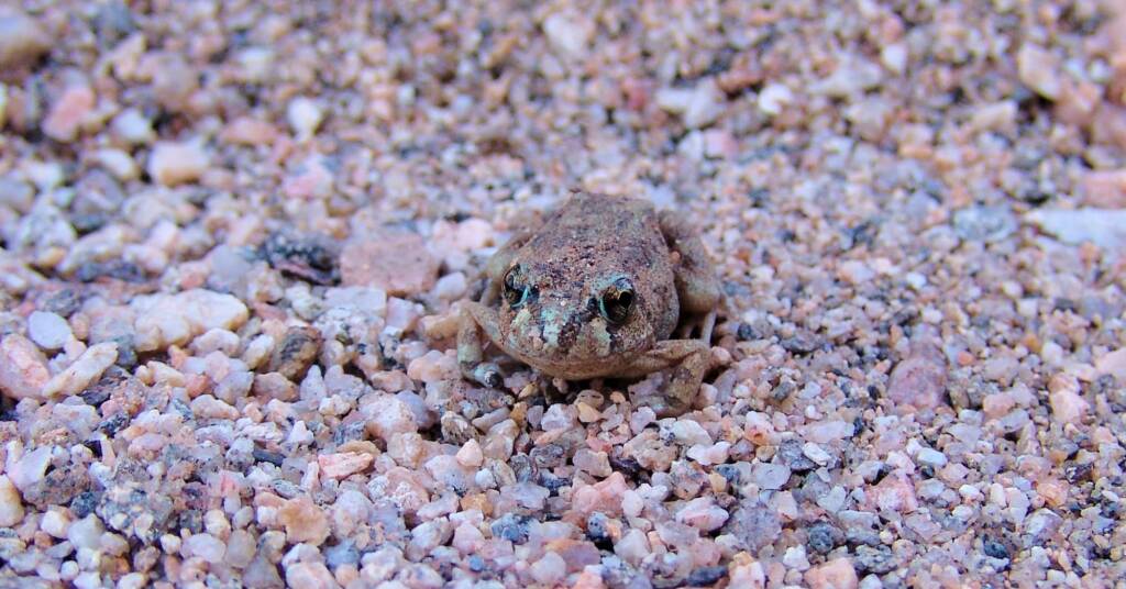 Spencer's Burrowing Frog (Opisthodon spenceri)
