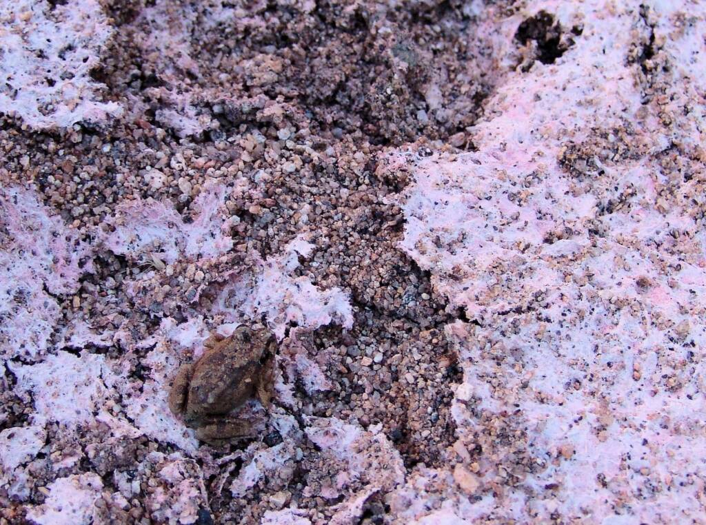 Spencer's Burrowing Frog (Opisthodon spenceri)