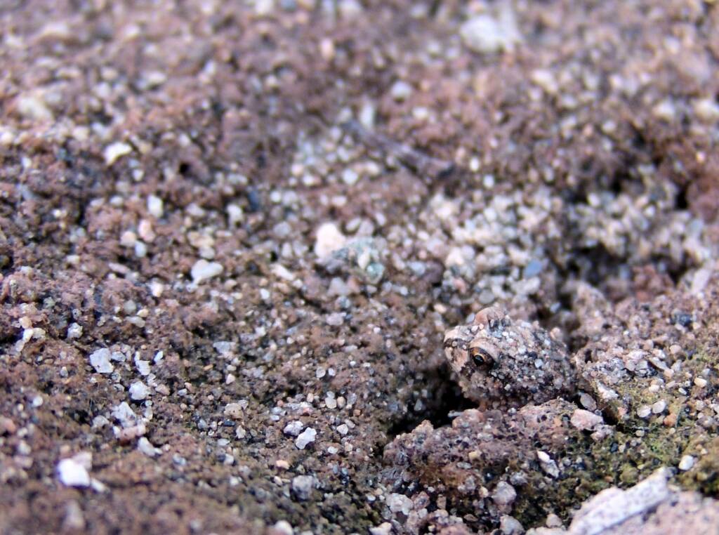 Spencer's Burrowing Frog emerging from it's hibernation burrow