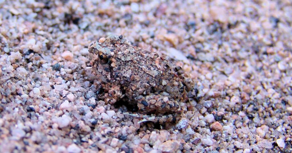Spencer's Burrowing Frog (Opisthodon spenceri)