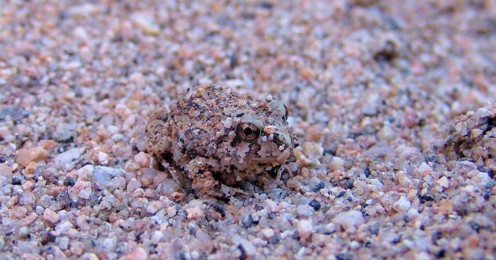 Spencer's Burrowing Frog (Opisthodon spenceri)