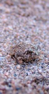 Spencer's Burrowing Frog (Opisthodon spenceri)