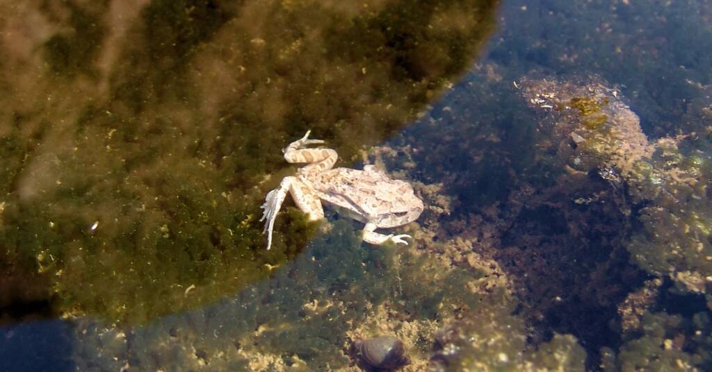 Spencer's Burrowing Frog (Opisthodon spenceri)