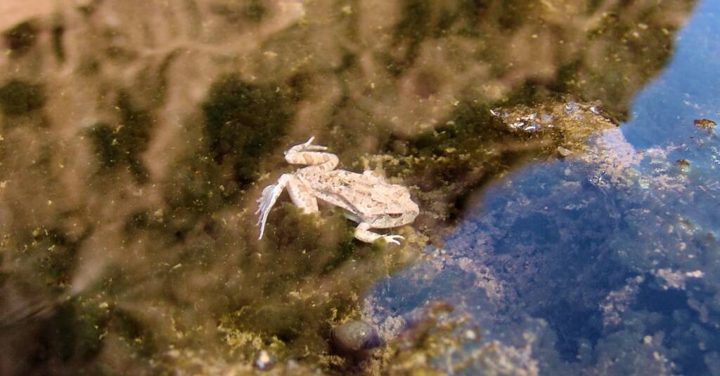 Spencer's Burrowing Frog (Opisthodon spenceri)