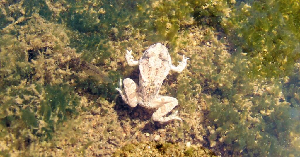 Spencer's Burrowing Frog (Opisthodon spenceri)