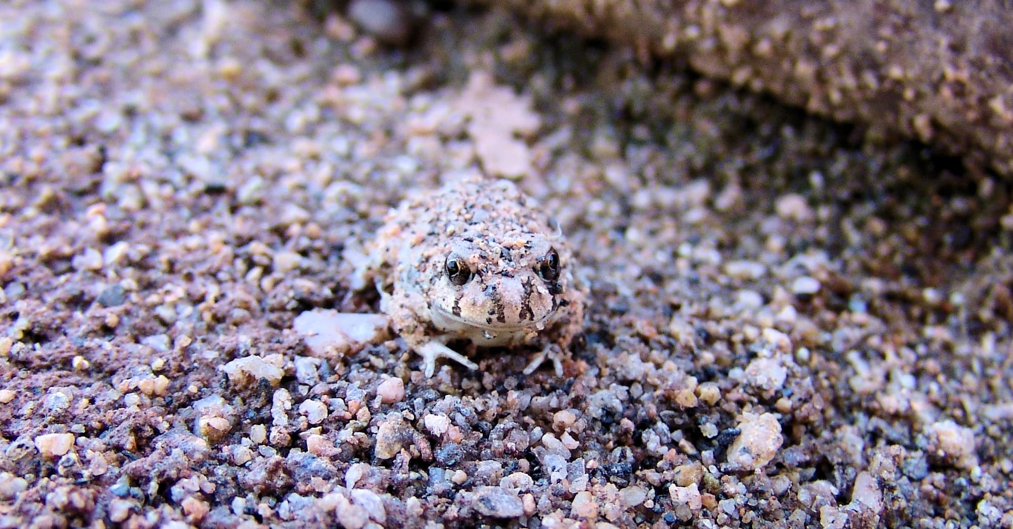 Spencer's Burrowing Frog (Opisthodon spenceri)