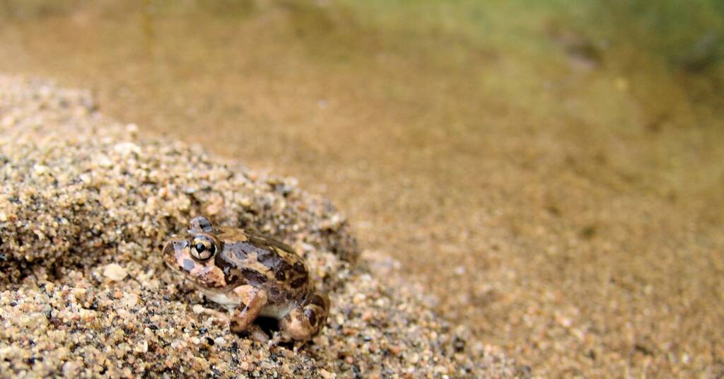 Spencer's Burrowing Frog (Opisthodon spenceri)