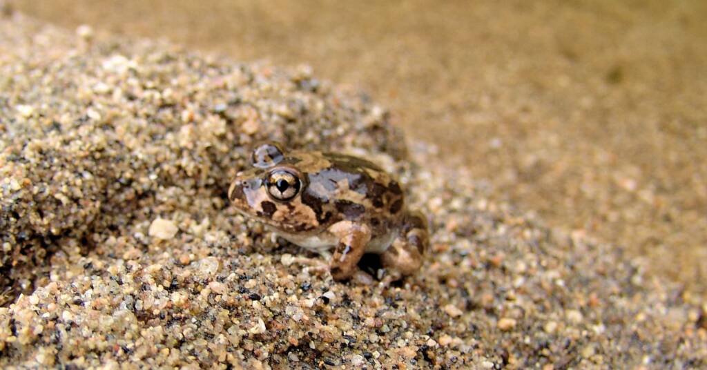 Spencer's Burrowing Frog (Opisthodon spenceri)