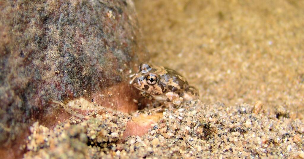 Spencer's Burrowing Frog (Opisthodon spenceri)