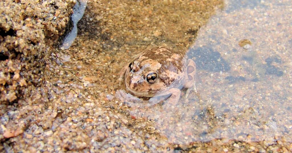 Spencer's Burrowing Frog (Opisthodon spenceri)