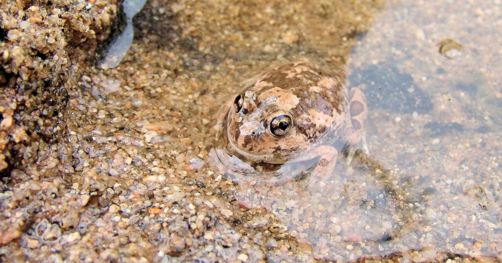Spencer's Burrowing Frog (Opisthodon spenceri)