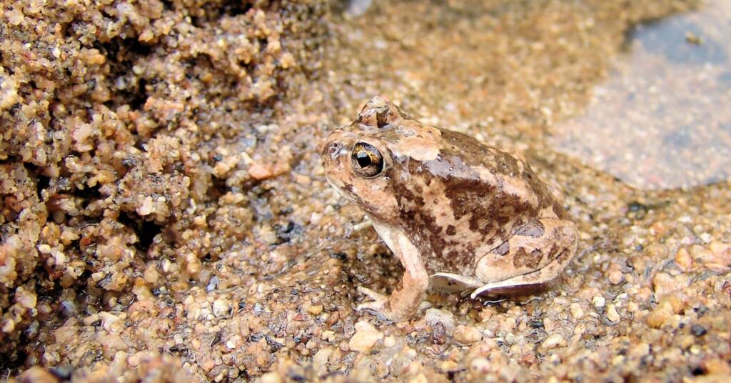 Spencer's Burrowing Frog (Opisthodon spenceri)