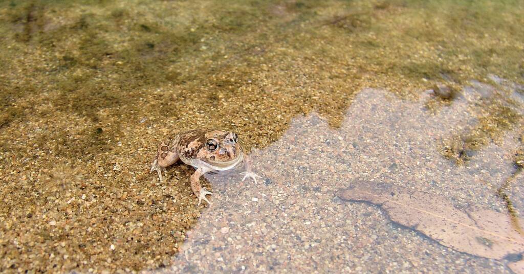 Spencer's Burrowing Frog (Opisthodon spenceri)