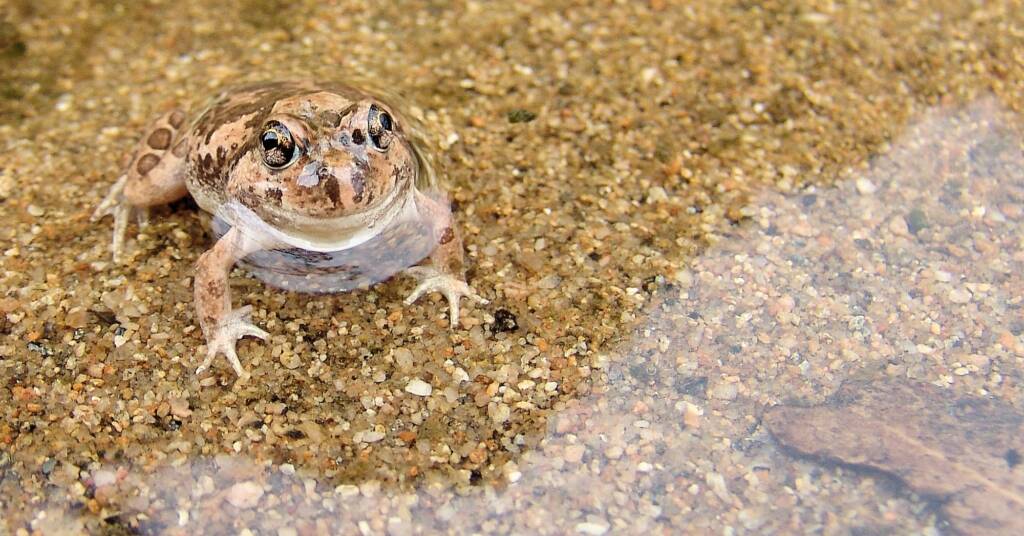 Spencer's Burrowing Frog (Opisthodon spenceri)
