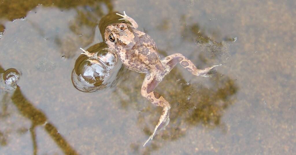 Spencer's Burrowing Frog (Opisthodon spenceri)