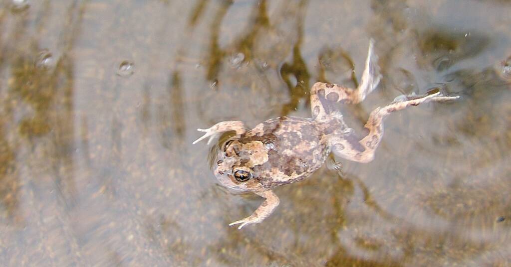 Spencer's Burrowing Frog (Opisthodon spenceri)