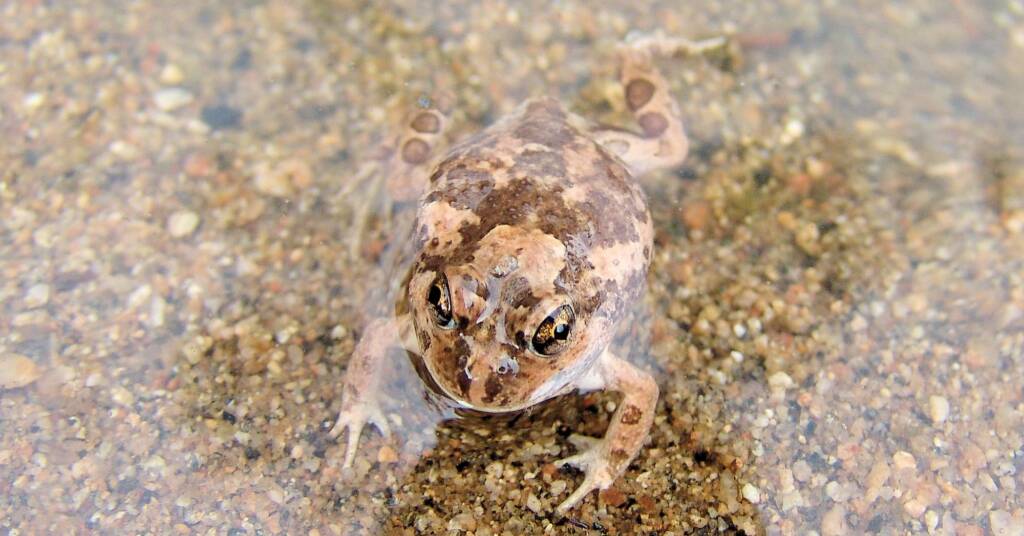 Spencer's Burrowing Frog (Opisthodon spenceri)
