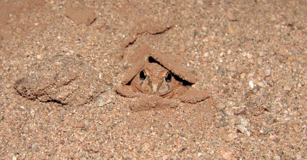 Spencer's Burrowing Frog (Opisthodon spenceri)