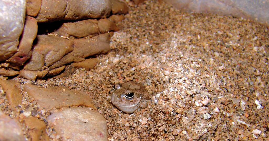 Spencer's Burrowing Frog (Opisthodon spenceri)