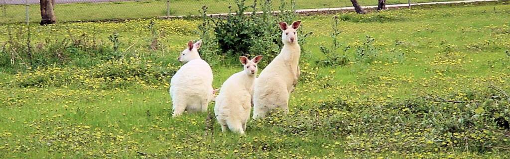 White Western Grey Kangaroo (Macropus fuliginosus)